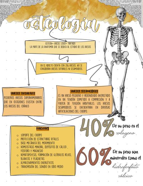 Osteología