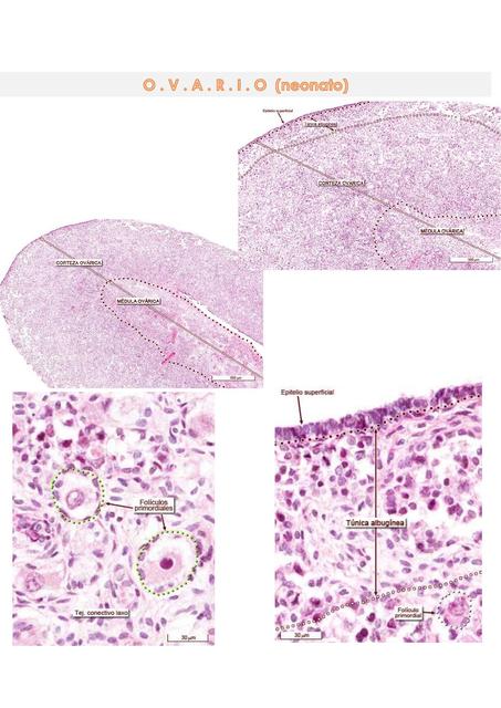 Imágenes e histología