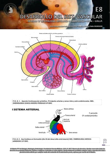 Desarrollo del Sistema Vascular