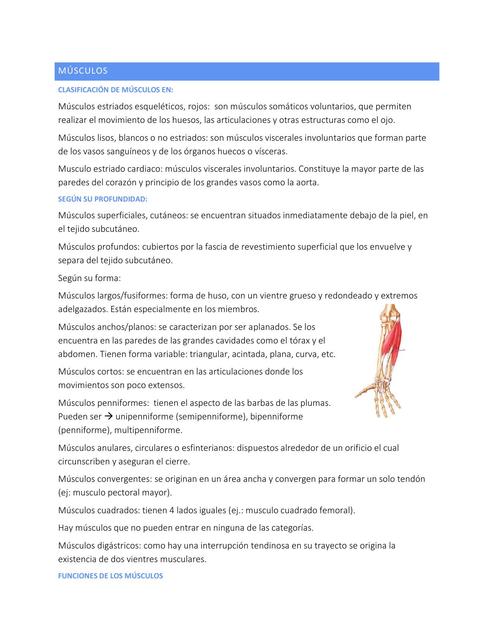 Generalidades anatomía (sistemas)