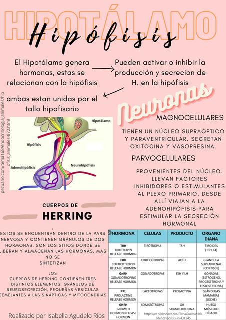 Hipotálamo - Hipófisis