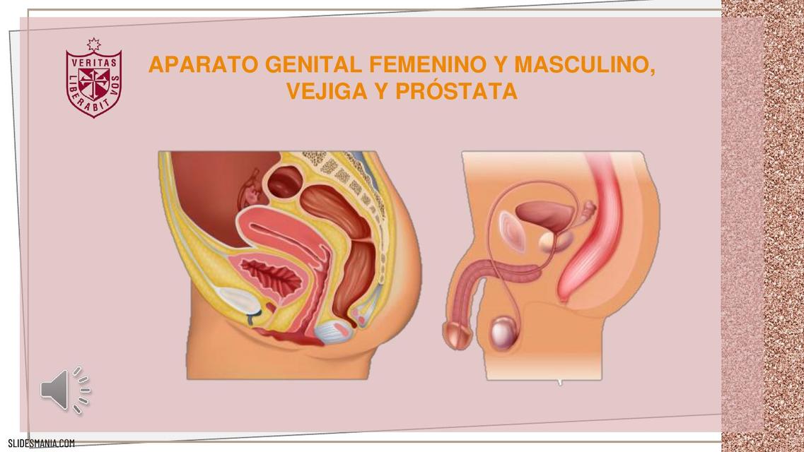 Sistema Reproductor