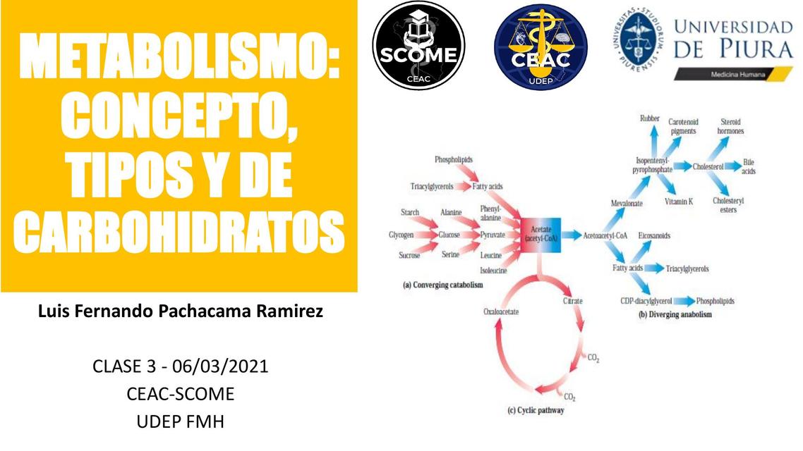 Metabolismo