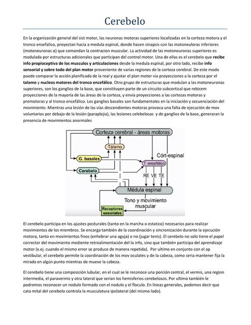 Cerebelo 