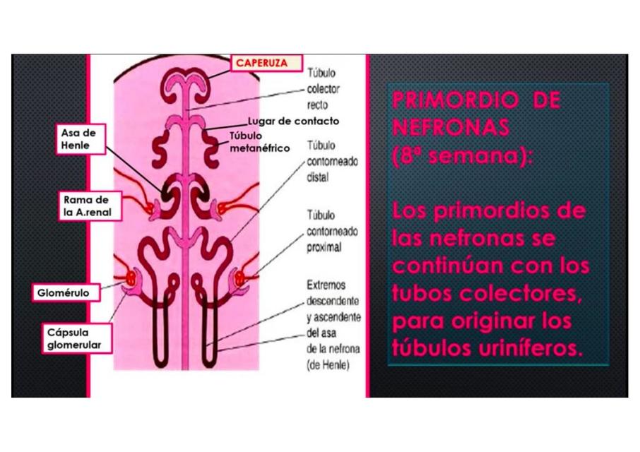 Embriología