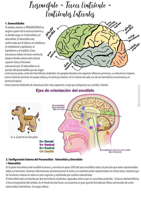 Prosencéfalo. Tercer ventrículo