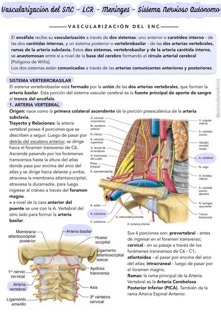 Vascularización. Sistema nervioso