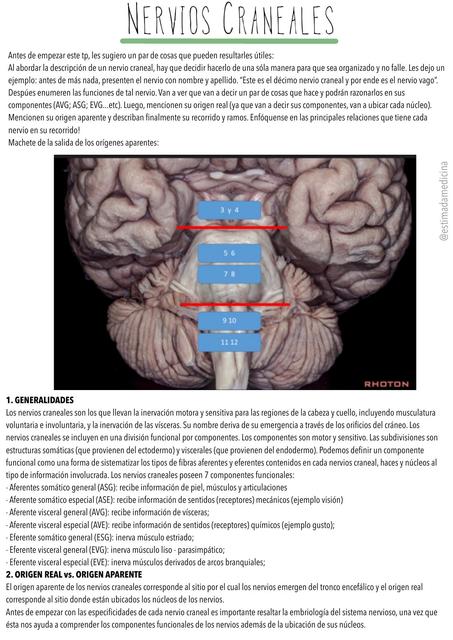 Nervios Craneales