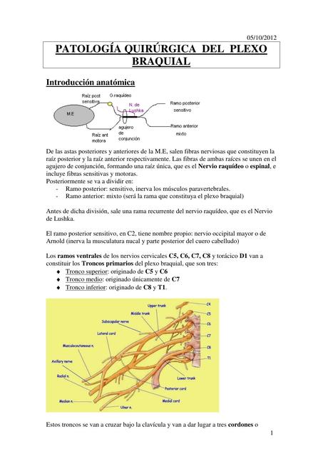 Patologia plexo braquial