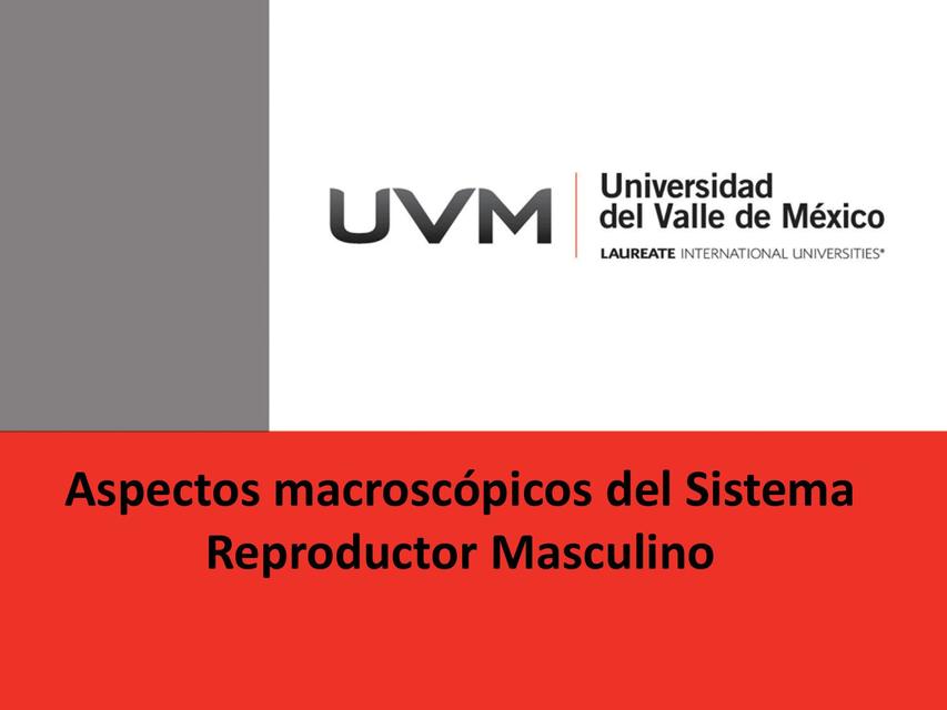 Sistema Reproductor Masculino