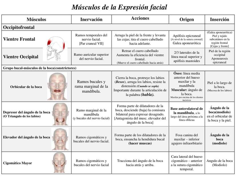 Fichas de los músculos