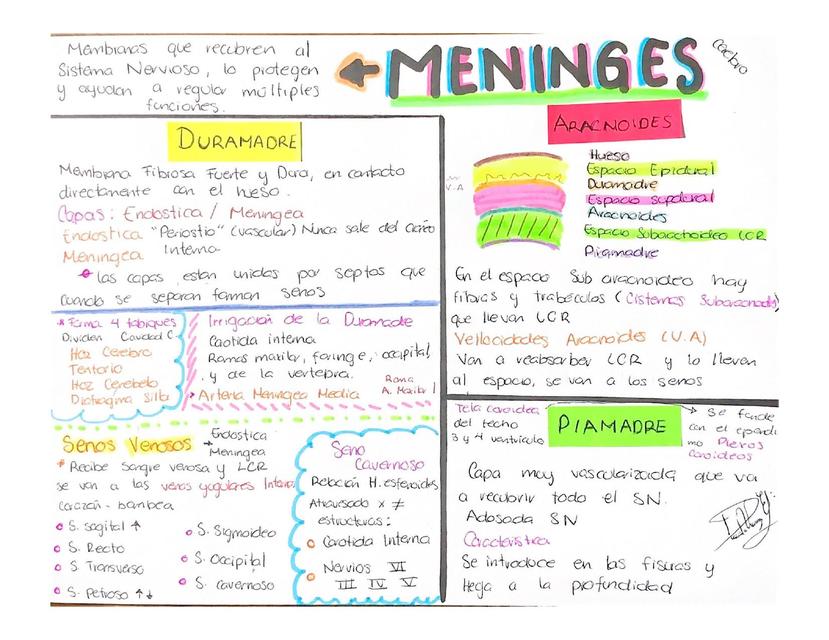 Meninges