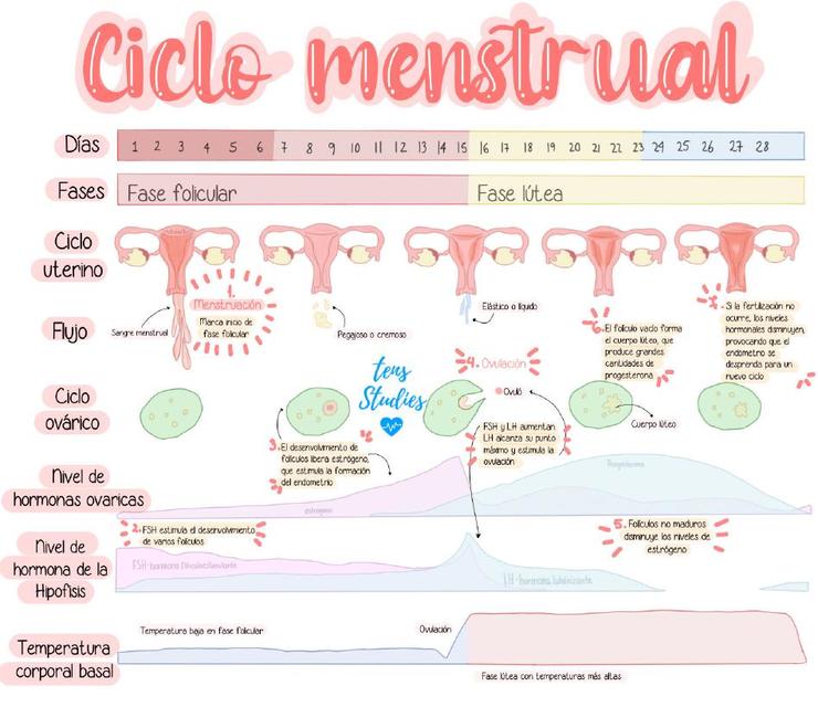 Ciclo Menstrual Ciclo Menstrual Fases Del Ciclo Menstrual Udocz 4725