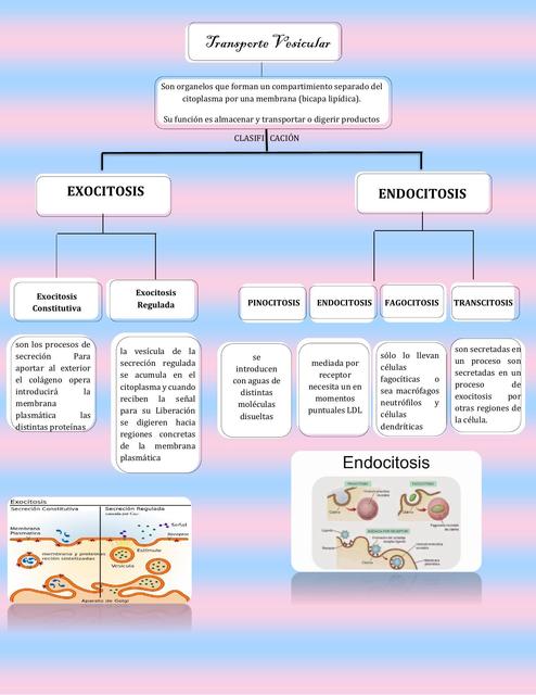 Transporte Vesicular