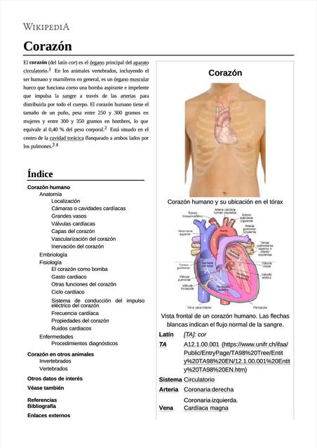 Anatomía del Corazón