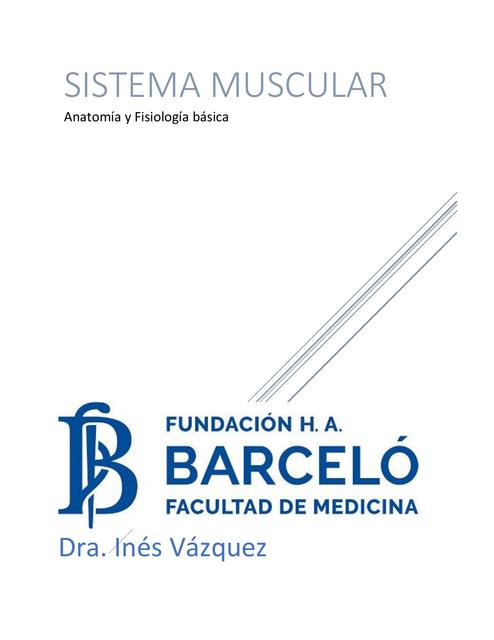 Sistema muscular 1