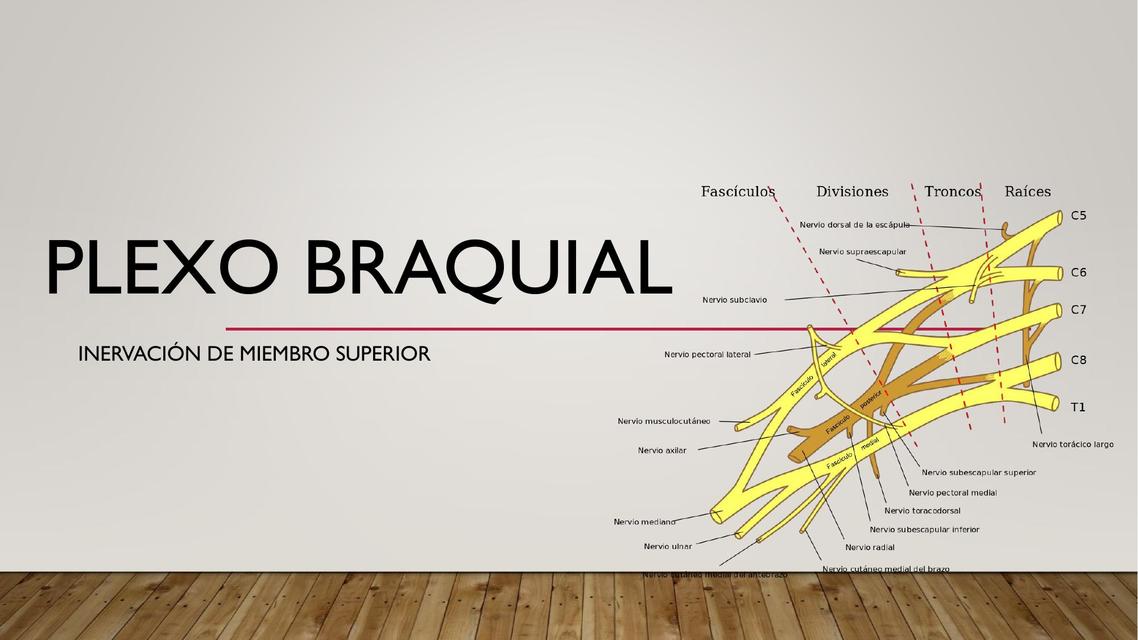 Plexo Branquial