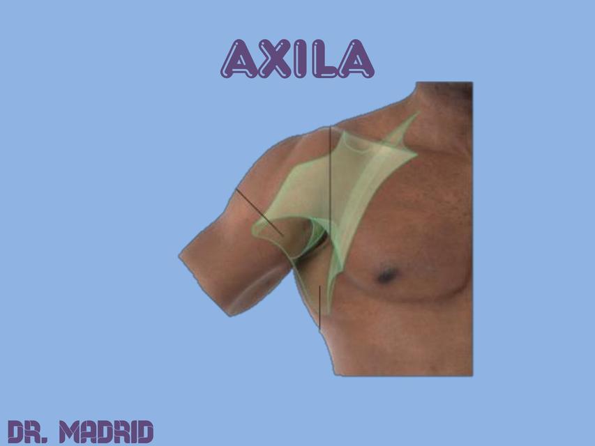 Axila