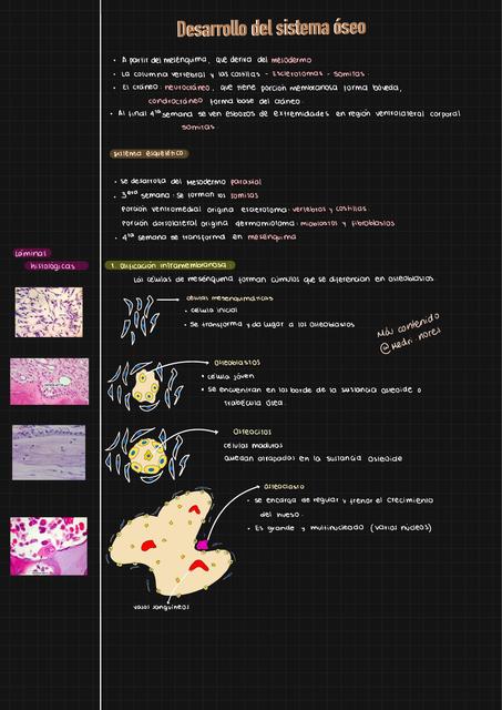 Desarrollo del sistema óseo