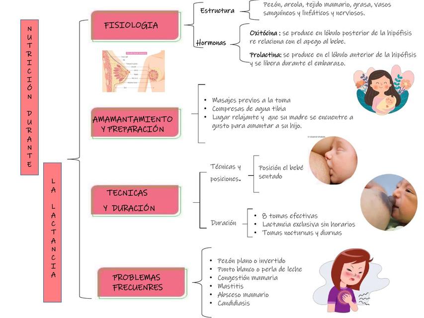 Nutrición Durante la Lactancia