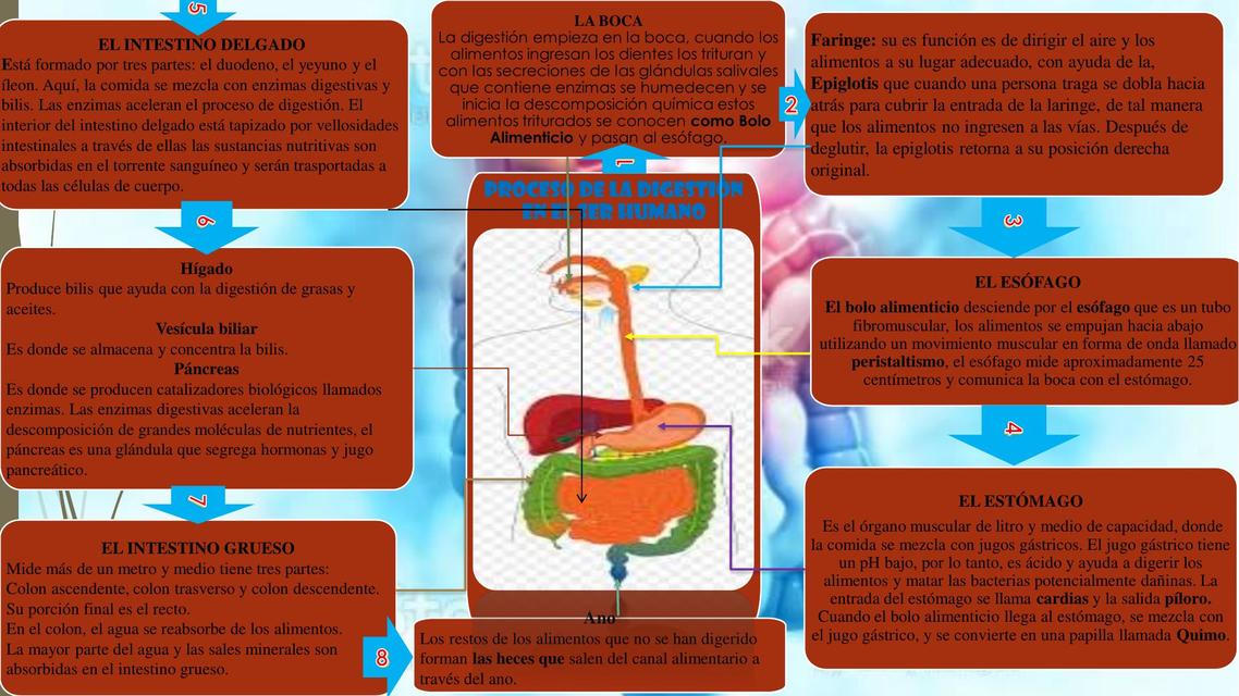 Interactuar Viajero Sala Organizador Grafico Sobre El Agua Reserva