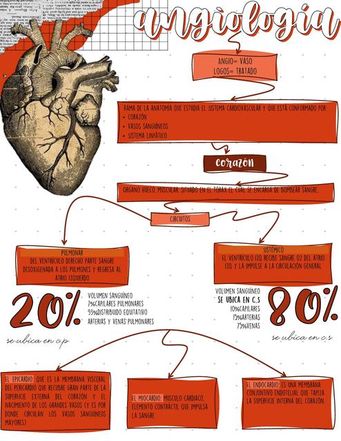 Corazón y arterias (angiología)