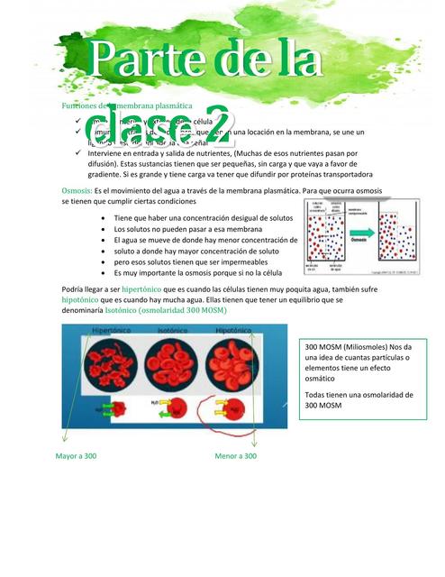 Membrana plasmática y mitocondrias