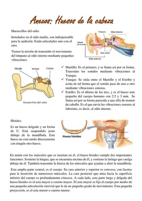 Anexos: Huesos de la cabeza 