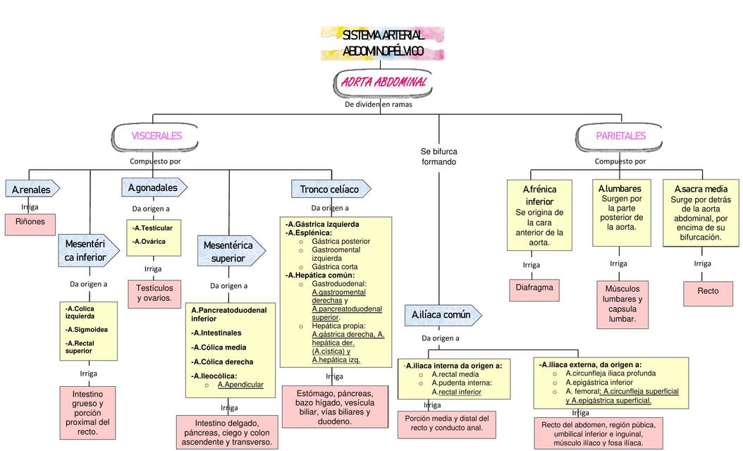 Sistema arterial abdominopélvico