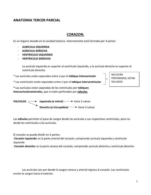 Parcial de Anatomía