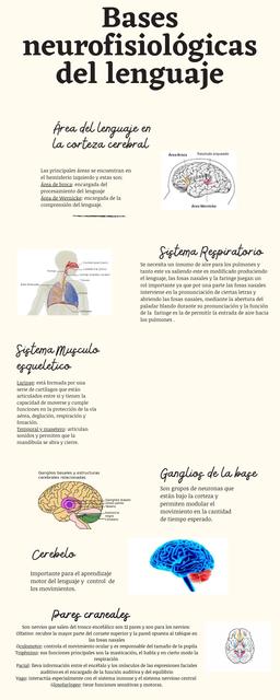 Bases neurofisiológicas del lenguaje