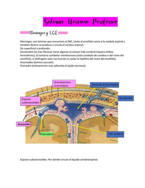 Sistema Nervioso Periférico 