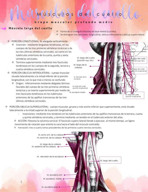 Músculos del cuello