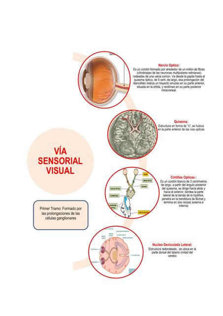 Vía Sensorial Visual