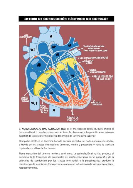 Sistema de Conducción Eléctrica del Corazón