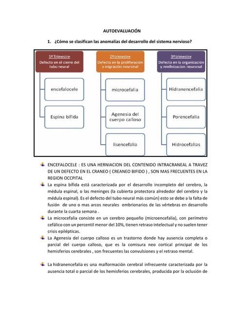 Autoevaluación del sistema nervioso