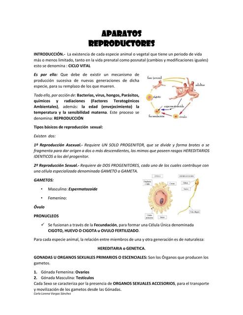 Aparatos Reproductores