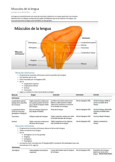 M sculos De La Lengua Lunamaria Laverde Torres UDocz m-sculos-de-la-lengua-lunamaria-laverde-torres-udocz