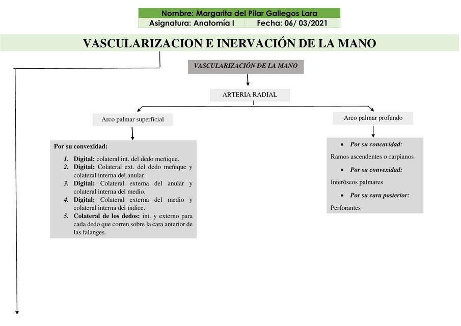 Vascularización e Inervación de la Mano