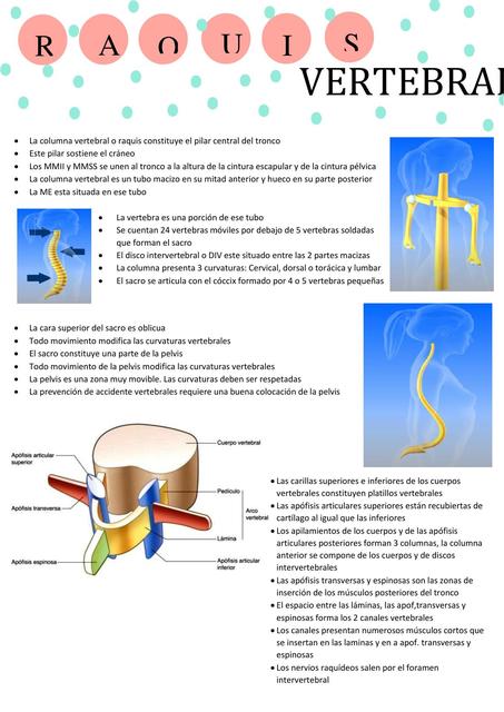 Raquis Vertebral