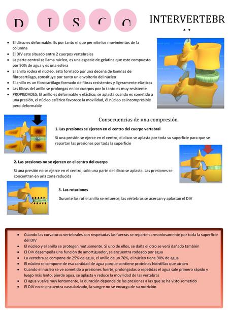 Vertebras y disco intervertebral