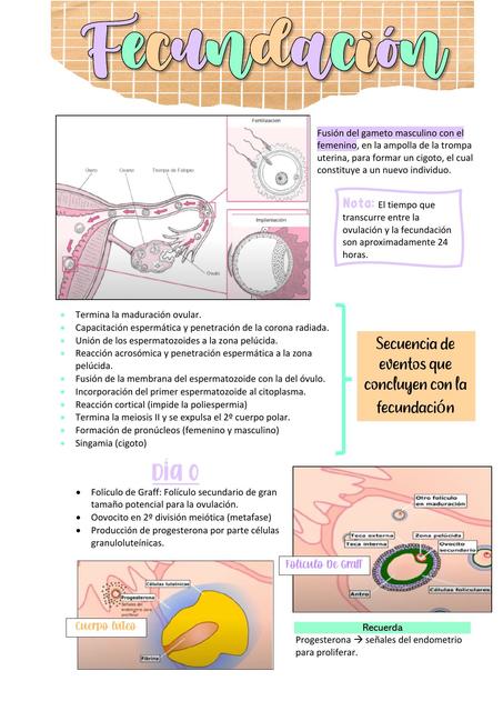 Fecundación