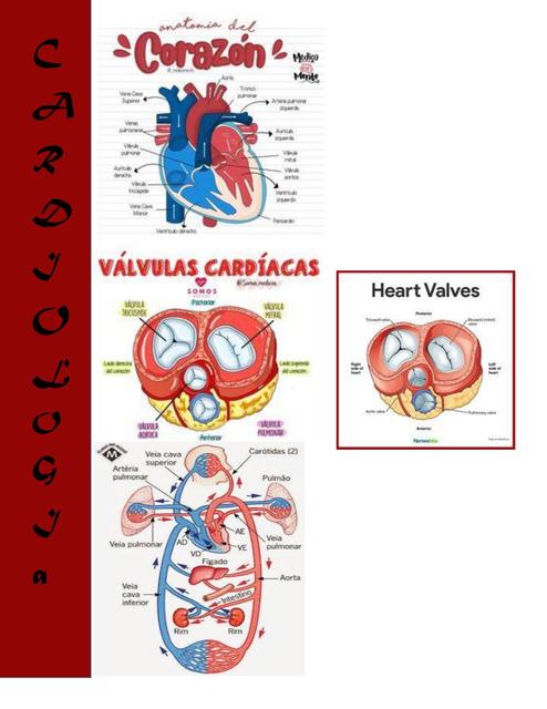 Cardiología