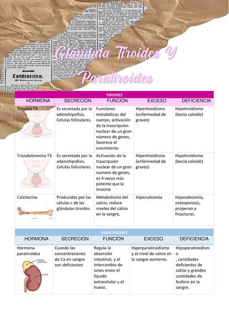 Glándula Tiroides y Paratiroides