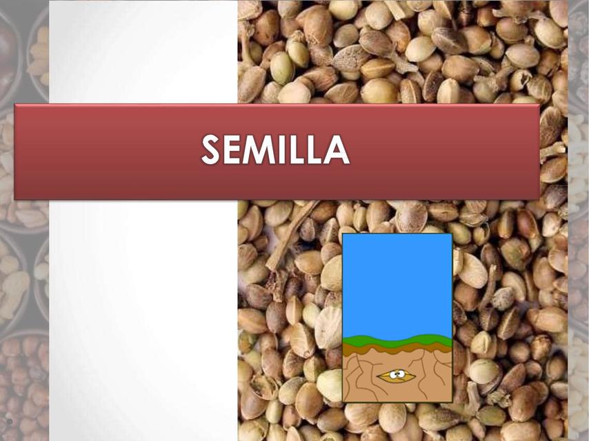 Semillas