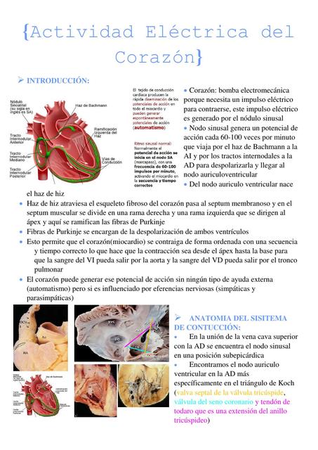 Que Electrolitos Necesita El Corazon