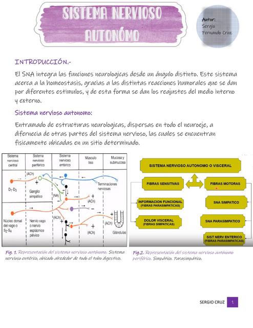 Sistema Nervioso Autónomo