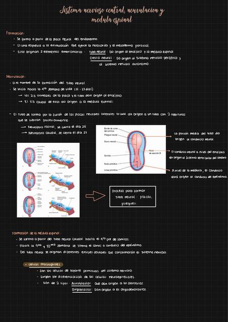 Neurulación 