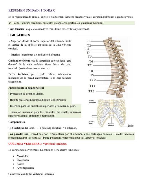 Torax