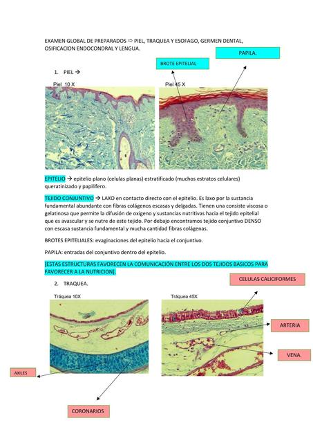 Examen de histología